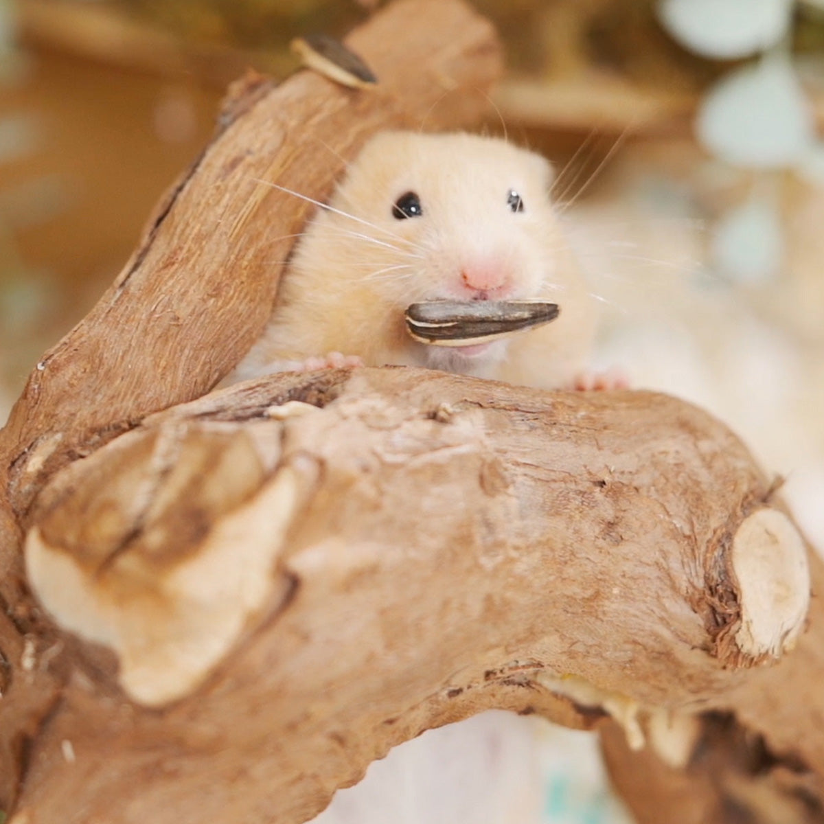 Wooden Hamster Cage