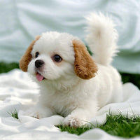 Fluffy Bichon Frise